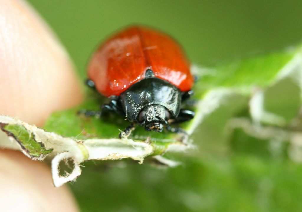 Larva di coccinella: Adalia bipunctata? No, di crisomelide, Chrysomela sp.